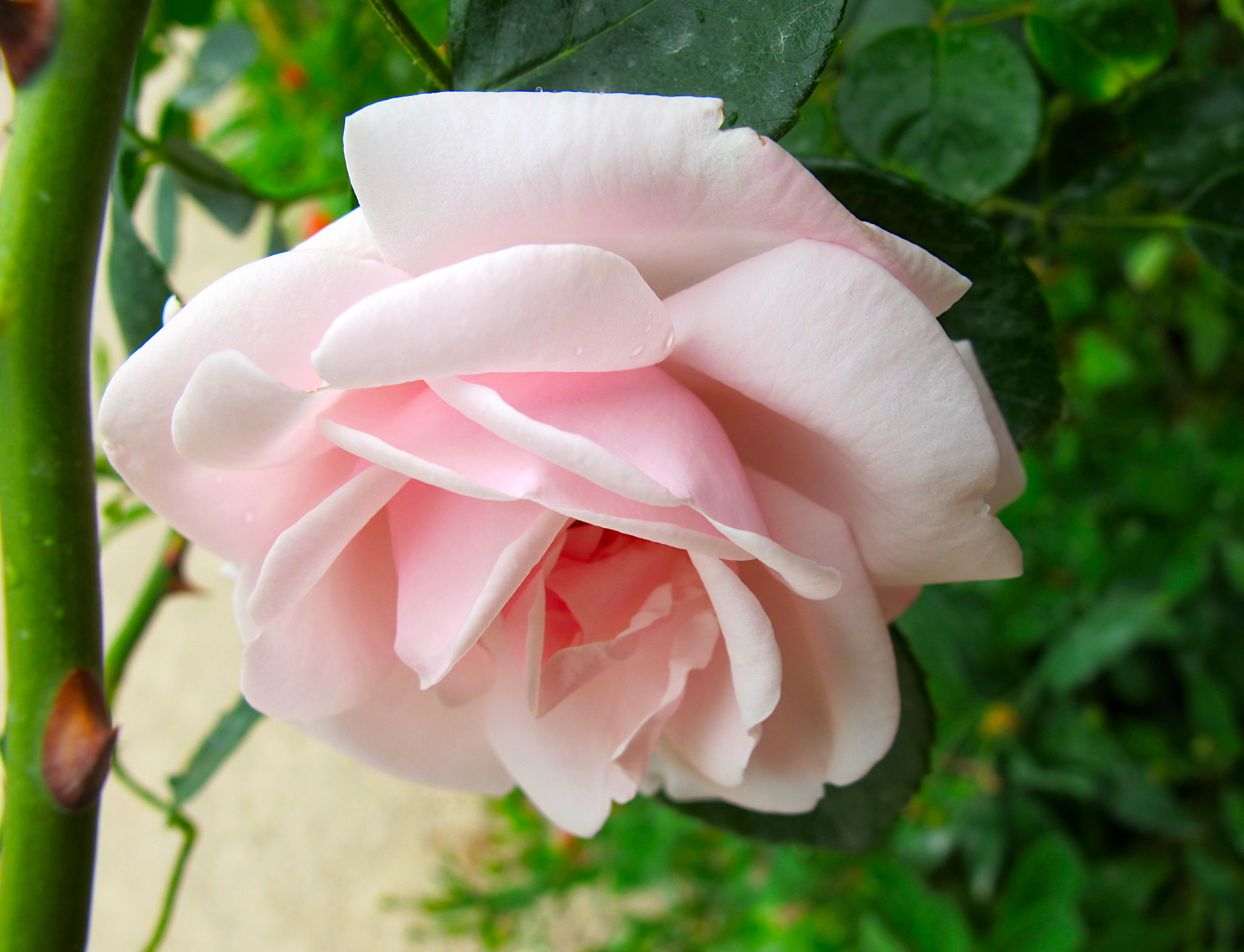 Pink rosy rose flower in sunlight